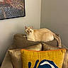 Flash is registered to the contest to win money with this photo: armchair, blue_design, cat, comfortable, cozy, cream_colored_cat, domestic_animal, feline, framed_painting, gold_pillows, home_decor, indoor, living_room, neutral_wall, pet, pillow, relaxed, resting_cat, wall_art, yellow_pillow