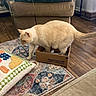 Flash joined the competition — help win amazing prizes! cat, cardboard_box, indoor, rug, cushion, blanket, wood_floor, furniture, home_interior, pet, animal, cream_colored, cozy, curious, floor, living_room, domestic_cat, small_box, patterned_rug, relaxed