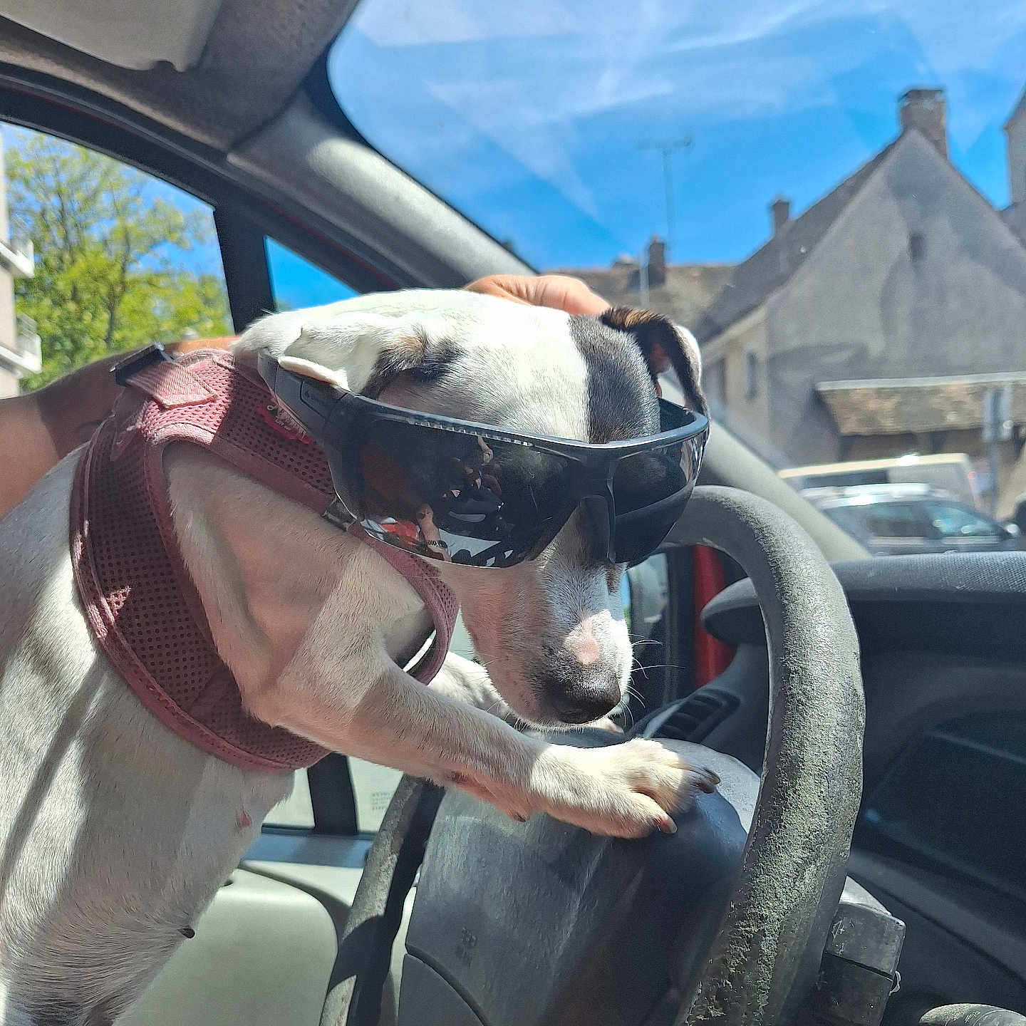 Lola a rejoint le concours — aidez-le/la à gagner de superbes lots ! alloywheel, animal, bulldog, canine, car, carwheel, dog, driving, helmet, hound, machine, person, pet, pointer, spoke, steeringwheel, tire, transportation, vehicle, wheel