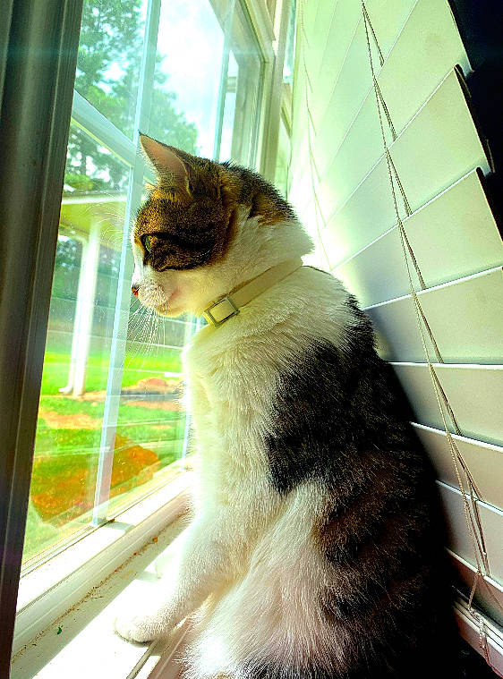 Flareon is registered to the contest to win money with this photo: carnivore, cat, domestic_short_haired_cat, fawn, felidae, formal_wear, fur, glass, grass, plant, shade, sitting, small_to_medium_sized_cats, snout, tail, tints_and_shades, tree, whiskers, window, wood