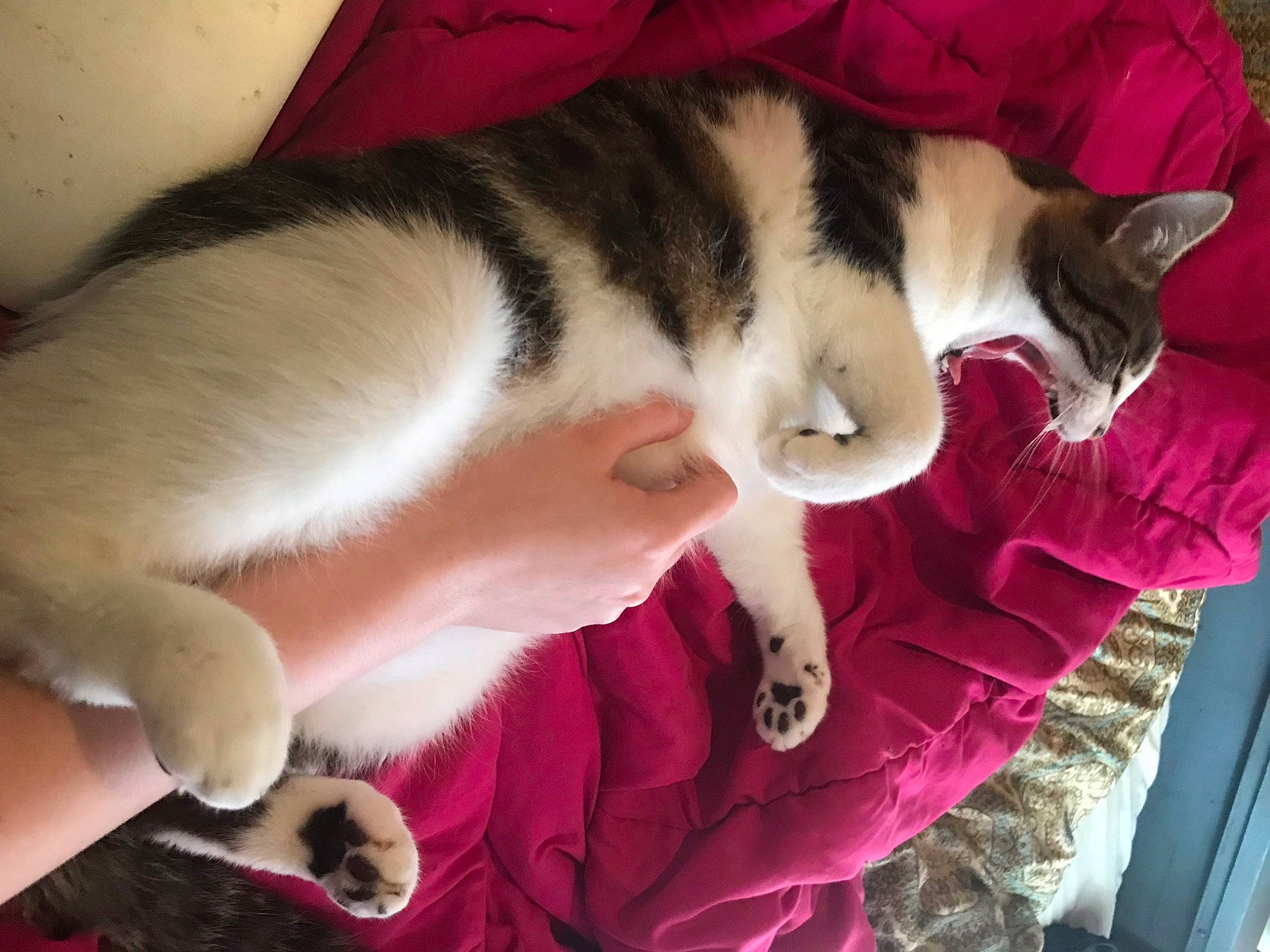 Flareon joined the competition — help win amazing prizes! art, canidae, carmine, carnivore, cat, claw, comfort, dog_breed, domestic_short_haired_cat, felidae, fur, jaw, lap, magenta, nap, paw, small_to_medium_sized_cats, snout, tail, whiskers