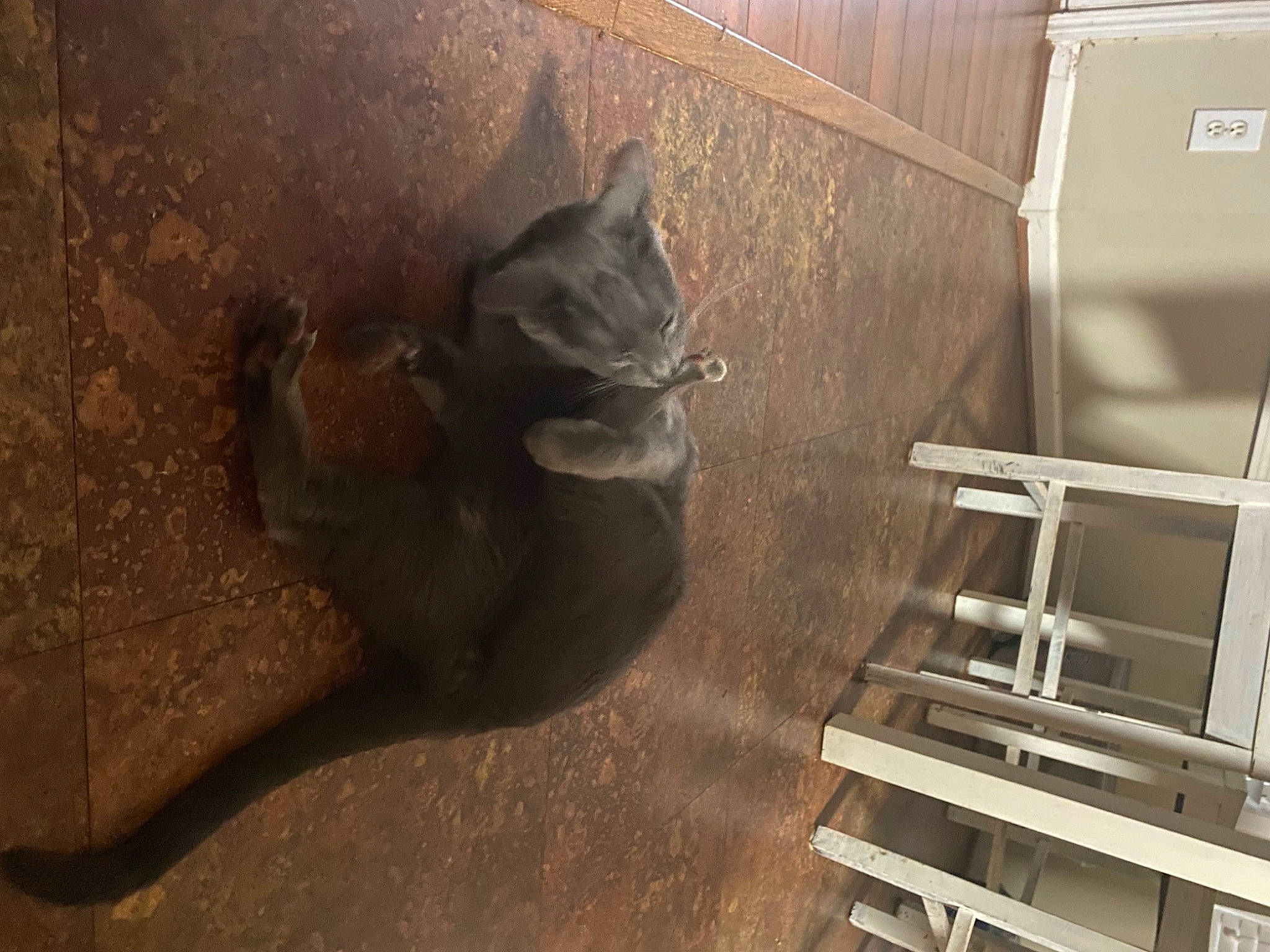 Jeep joined the competition — help win amazing prizes! carnivore, cat, felidae, grey, hardwood, ladder, liver, metal, pet_supply, plywood, rectangle, shelving, small_to_medium_sized_cats, snout, stairs, tail, terrestrial_animal, tints_and_shades, whiskers, wood