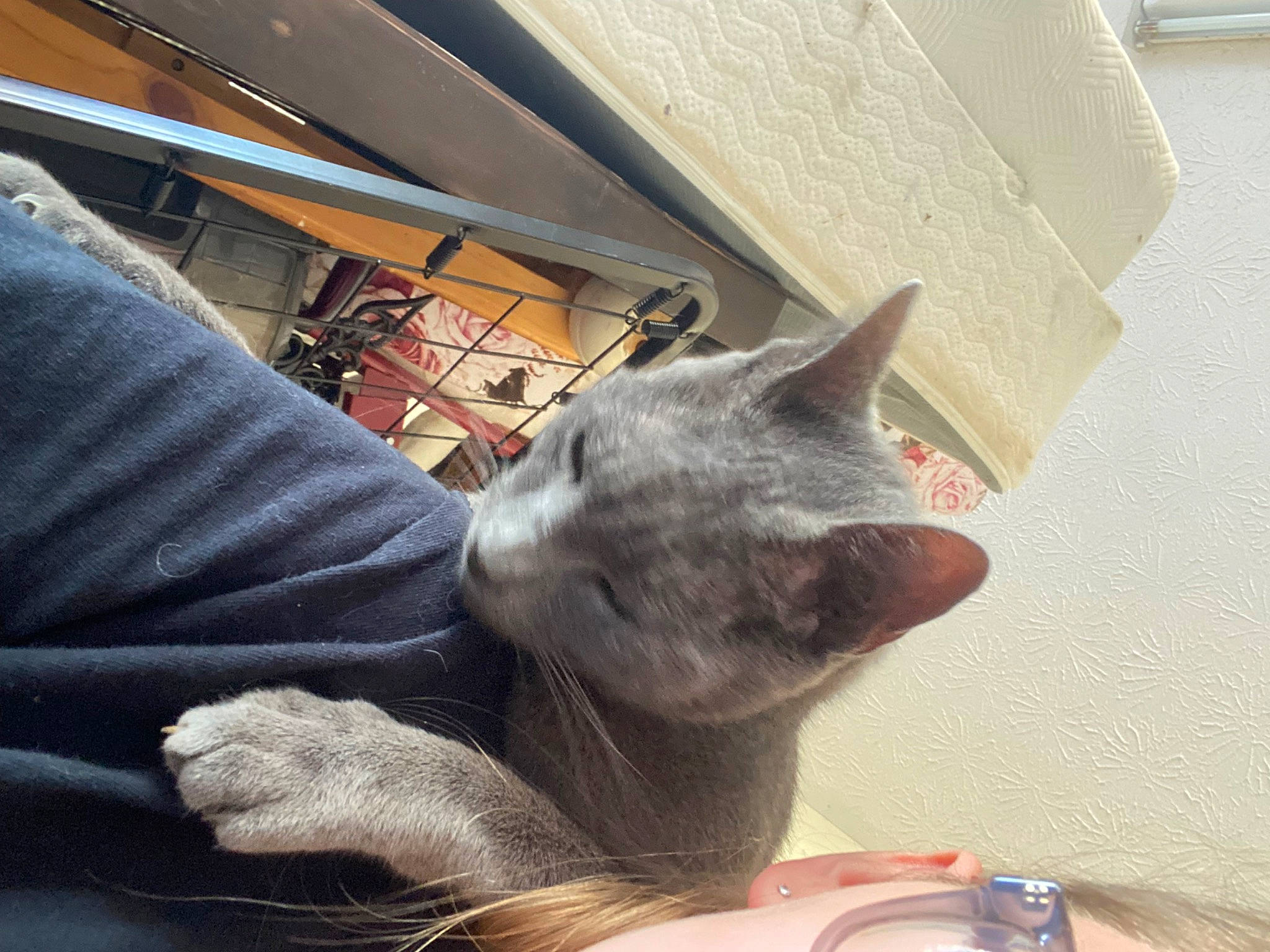 Jeep is registered to the contest to win money with this photo: carnivore, cat, comfort, domestic_short_haired_cat, ear, felidae, finger, fur, gesture, nail, nap, paw, room, small_to_medium_sized_cats, snout, tail, thumb, whiskers, wood