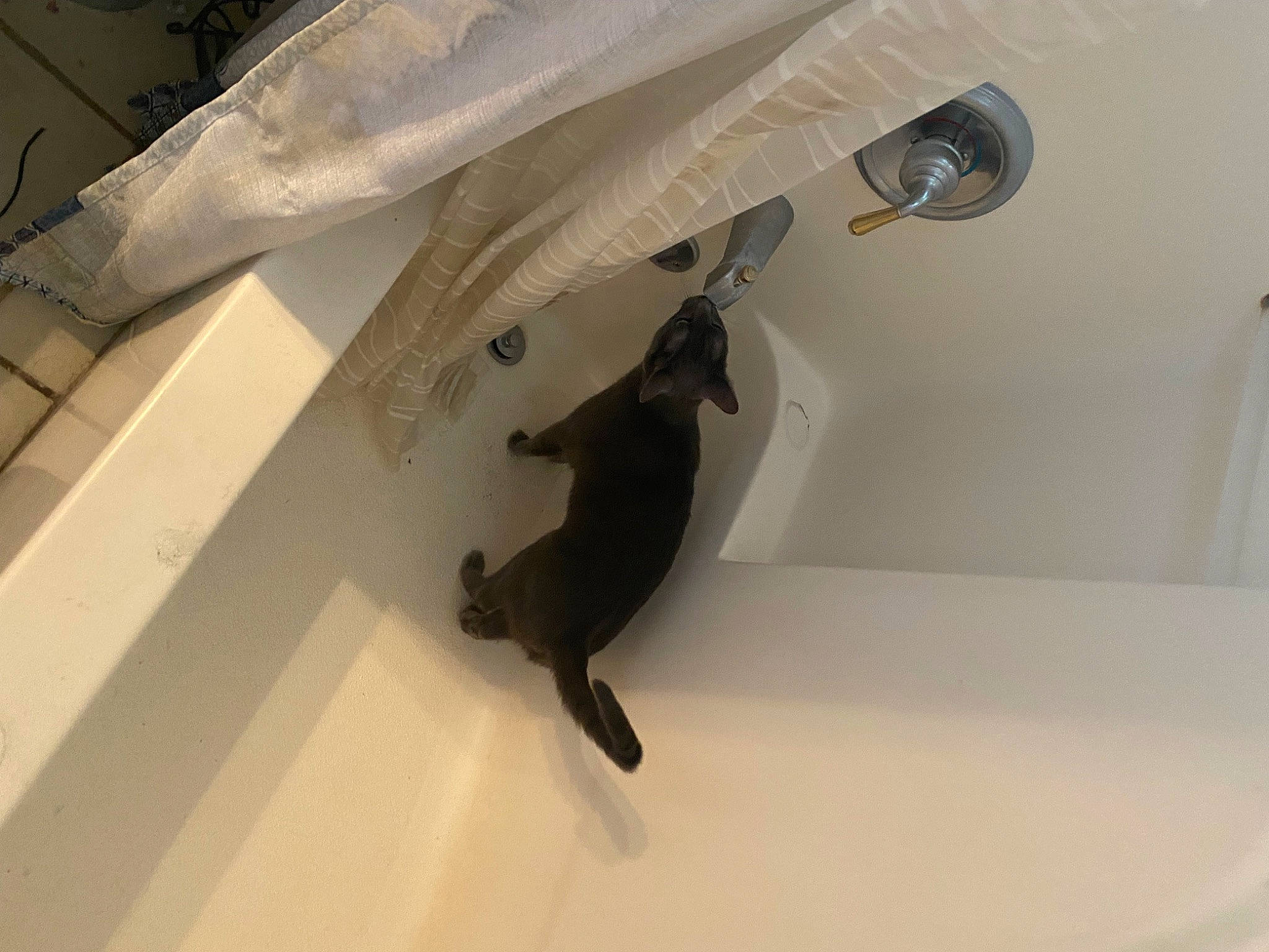 Jeep is registered to the contest to win money with this photo: automotive_design, automotive_exterior, ceiling, comfort, eyewear, fin, fish, flooring, hood, household_supply, linens, plumbing_fixture, room, shadow, tail, toy, vehicle_door, window, wing, wood