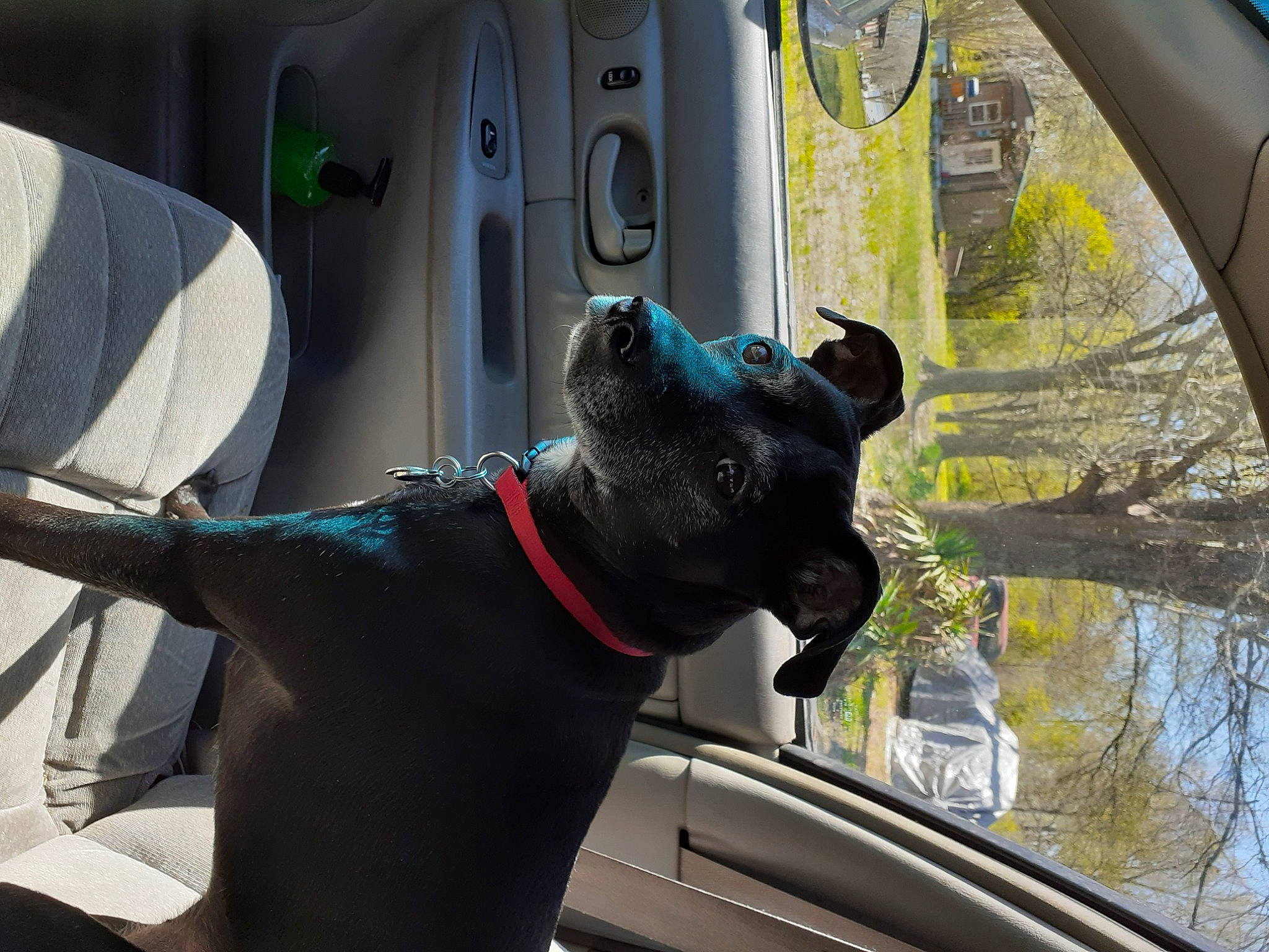 Ruby joined the competition — help win amazing prizes! auto_part, carnivore, collar, companion_dog, dog, dog_breed, dog_collar, fashion_accessory, gesture, glass, green, mammal, motor_vehicle, snout, sporting_group, vehicle, vehicle_door, window, windshield, working_animal