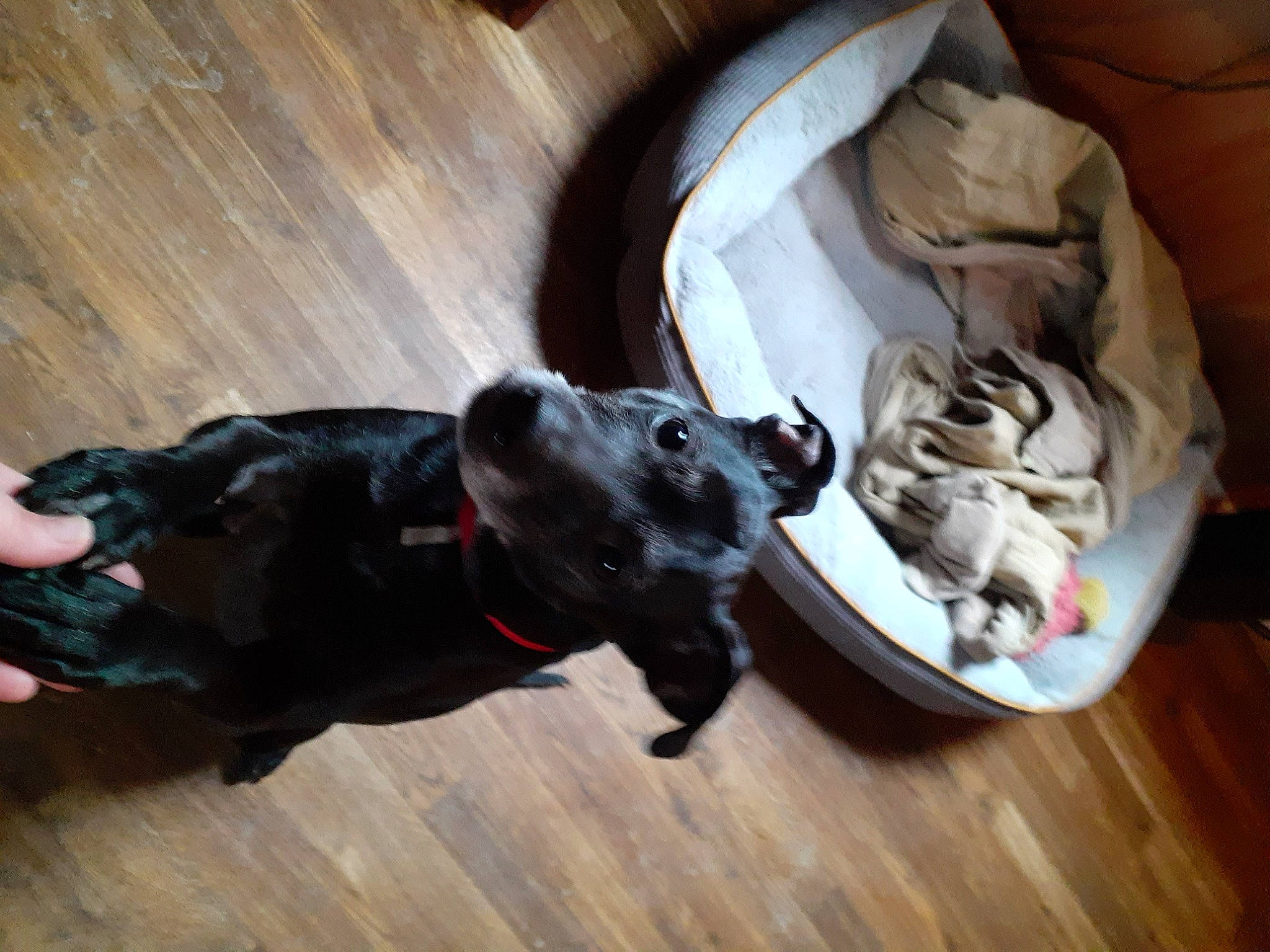 Ruby joined the competition — help win amazing prizes! canidae, carnivore, collar, comfort, companion_dog, dog, dog_breed, dog_collar, dog_supply, fawn, felidae, floor, flooring, hardwood, leash, pet_supply, tail, whiskers, wood, working_animal