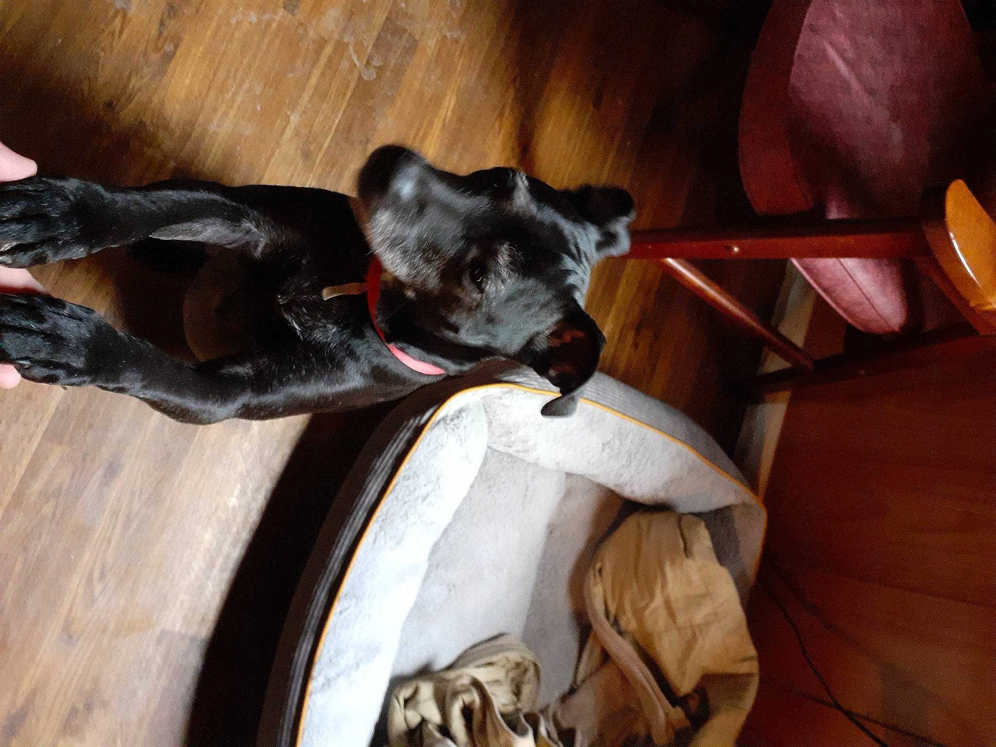 Ruby is registered to the contest to win money with this photo: canidae, carnivore, collar, comfort, companion_dog, dog, dog_breed, dog_collar, fawn, felidae, fur, guard_dog, hardwood, small_to_medium_sized_cats, snout, sporting_group, toy_dog, whiskers, wood, working_animal