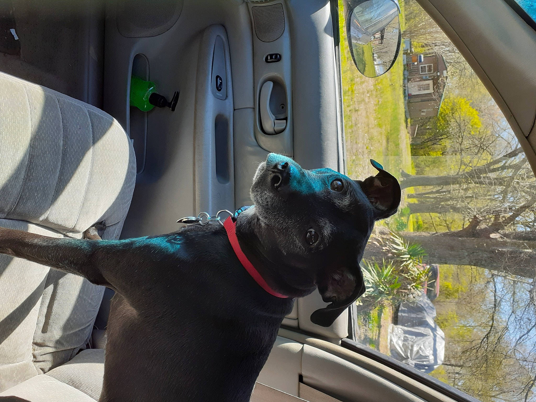 Ruby joined the competition — help win amazing prizes! auto_part, automotive_exterior, carnivore, collar, companion_dog, dog, dog_breed, dog_collar, glass, green, motor_vehicle, snout, tints_and_shades, vehicle, vehicle_door, water, white, window, windshield, working_animal