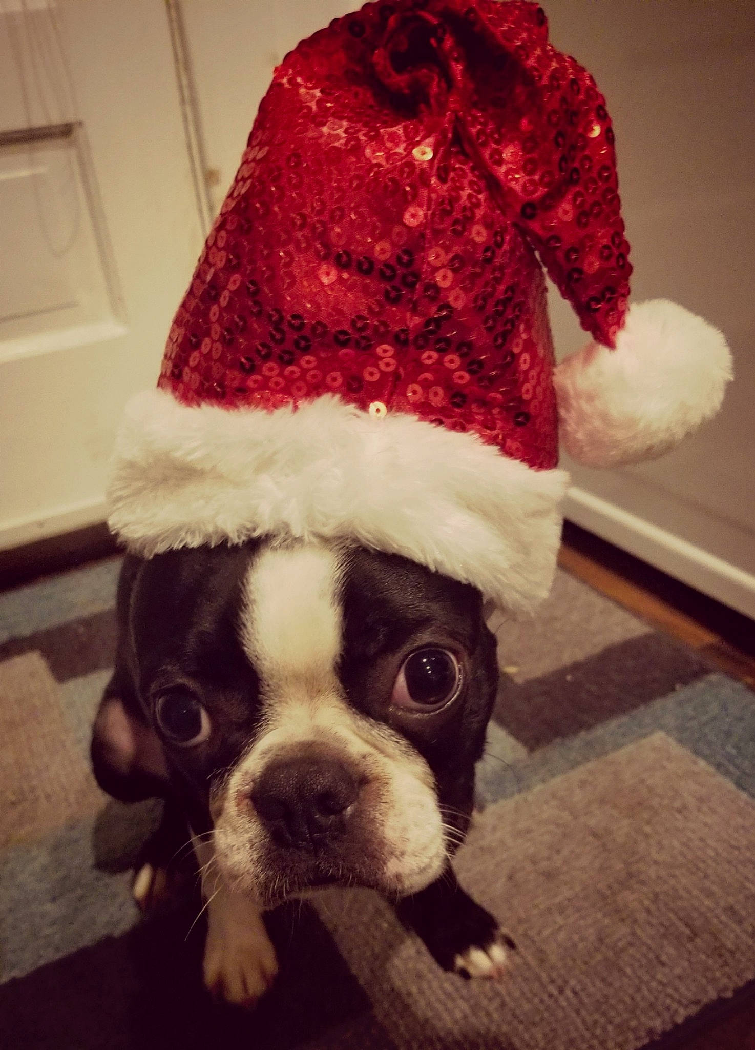 Mack joined the competition — help win amazing prizes! boston_terrier, boxer, canidae, carnivore, christmas, companion_dog, costume, dog, dog_breed, dog_clothes, fawn, fictional_character, french_bulldog, fur, non_sporting_group, old_english_bulldog, puppy, santa_claus, snout, sporting_group