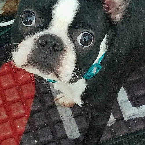 Mack is registered to the contest to win money with this photo: boston_terrier, canidae, carnivore, companion_dog, dog, dog_breed, eye, fawn, french_bulldog, mammal, molosser, non_sporting_group, nose, puppy, puppy_love, snout, valley_bulldog, vertebrate, whiskers