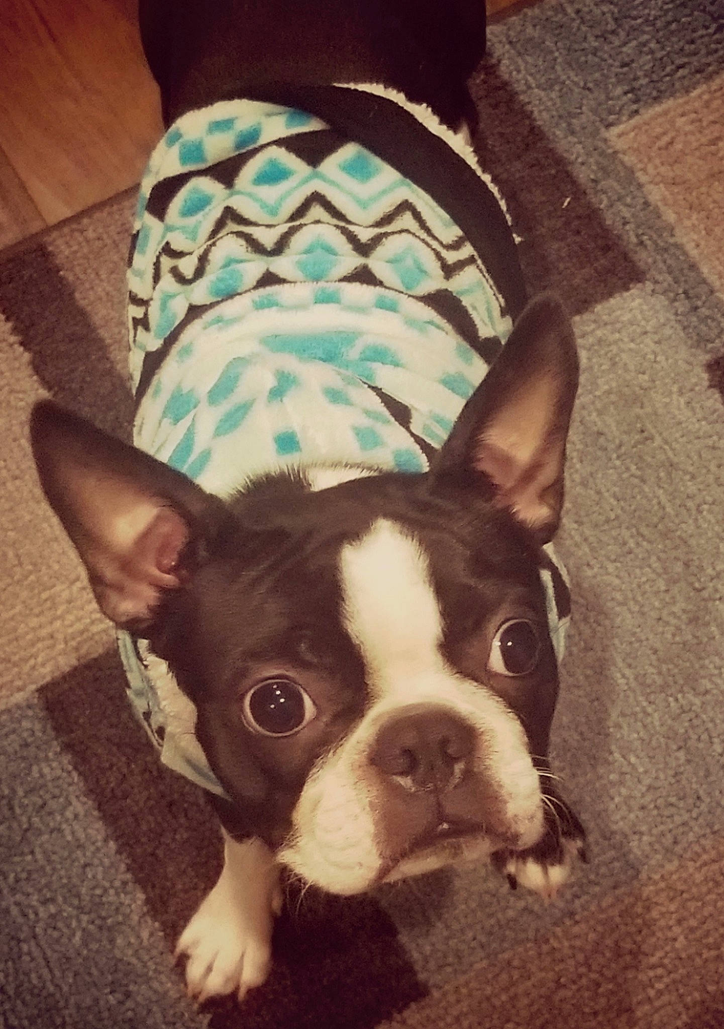 Mack joined the competition — help win amazing prizes! boston_terrier, canidae, carnivore, companion_dog, dog, dog_breed, ear, fawn, french_bulldog, mammal, non_sporting_group, nose, puppy, puppy_love, snout, toy_bulldog, vertebrate, whiskers