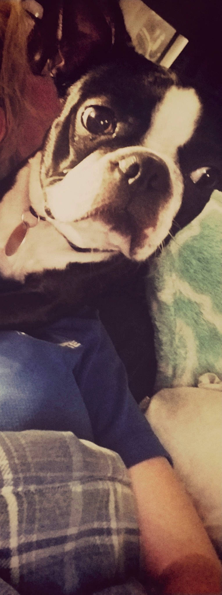 Mack is registered to the contest to win money with this photo: american_bulldog, american_pit_bull_terrier, boston_terrier, bulldog, canidae, carnivore, companion_dog, dog, dog_breed, ear, fawn, french_bulldog, great_dane, non_sporting_group, nose, olde_english_bulldogge, pit_bull, puppy, puppy_love, snout