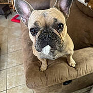 Willow is registered to the contest to win money with this photo: dog, french_bulldog, pet, indoor, brown_couch, floor_tiles, curious, close_up, ears, face, fur, animal, canine, snout, whiskers, home, cute, looking_up, seated, companion