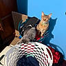 cat, kitten, laundry_basket, clothes, blue_wall, shadow, sunlight, indoor, wooden_floor, curious, playful, sitting, basket, household, domestic, pet, feline, collar, relaxed, cozy