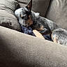 dog, sleeping, couch, indoor, cozy, pet, relaxed, fur, animal, resting, brown, gray, blue_wall, pillows, comfort, sunlight, home, domestic, quiet, napping