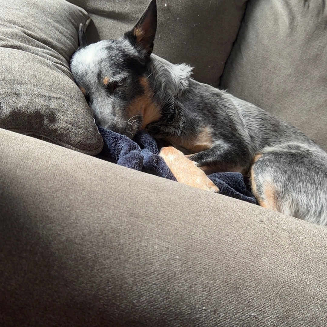 Dexter joined the competition — help win amazing prizes! dog, sleeping, couch, indoor, cozy, pet, relaxed, fur, animal, resting, brown, gray, blue_wall, pillows, comfort, sunlight, home, domestic, quiet, napping