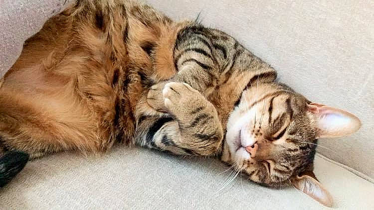 Fleur joined the competition — help win amazing prizes! carnivore, cat, claw, comfort, domestic_short_haired_cat, fawn, felidae, fur, nap, paw, sleep, small_to_medium_sized_cats, snout, tail, terrestrial_animal, toy, whiskers, wildlife