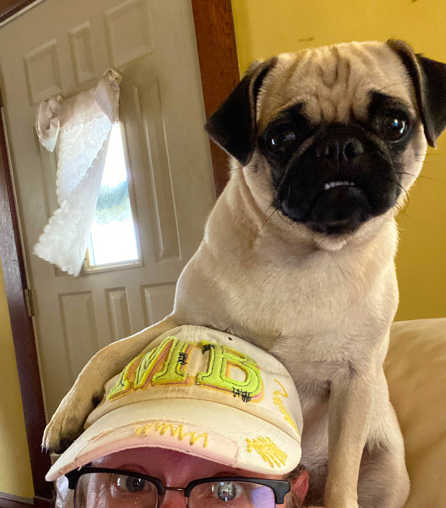 Mika joined the competition — help win amazing prizes! canidae, cap, carnivore, companion_dog, dog, dog_breed, eyelash, eyewear, fashion_accessory, fawn, head, personal_protective_equipment, pug, selfie, snout, sporting_group, toy_dog, whiskers, working_animal, wrinkle