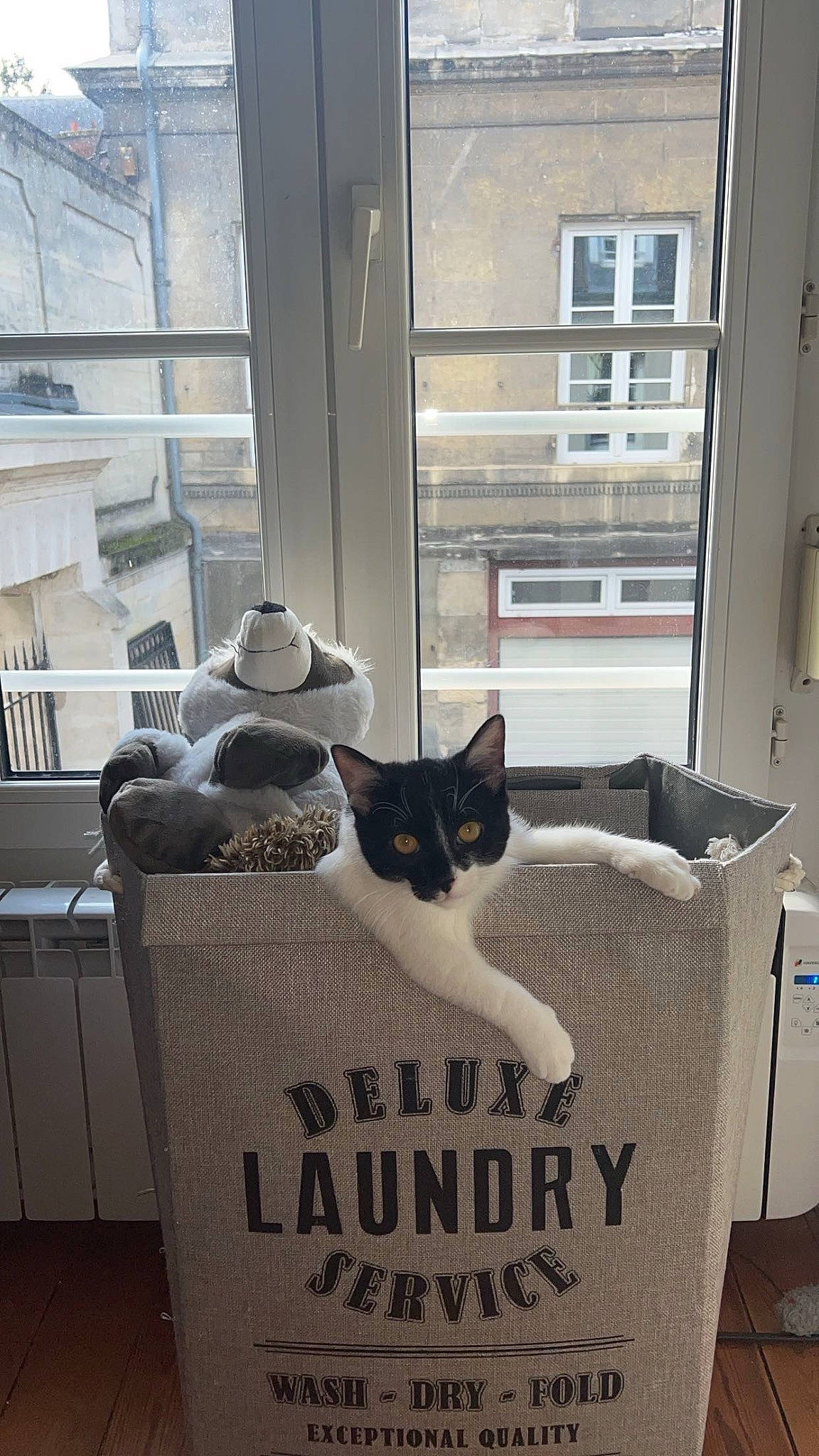 Castel a rejoint le concours — aidez-le/la à gagner de superbes lots ! box, cardboard, carnivore, carton, cat, comfort, door, felidae, fur, hardwood, hat, packaging_and_labeling, room, shelf, shipping_box, small_to_medium_sized_cats, whiskers, white, window, wood
