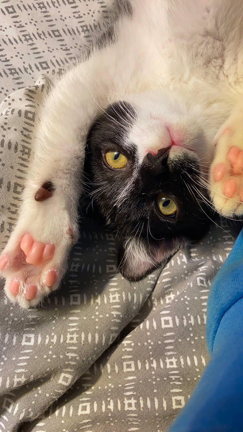 Castel a rejoint le concours — aidez-le/la à gagner de superbes lots ! carnivore, cat, claw, close_up, eye, eyelash, fawn, felidae, fur, head, iris, nose, paw, photo_caption, selfie, small_to_medium_sized_cats, snout, terrestrial_animal, whiskers, wildlife