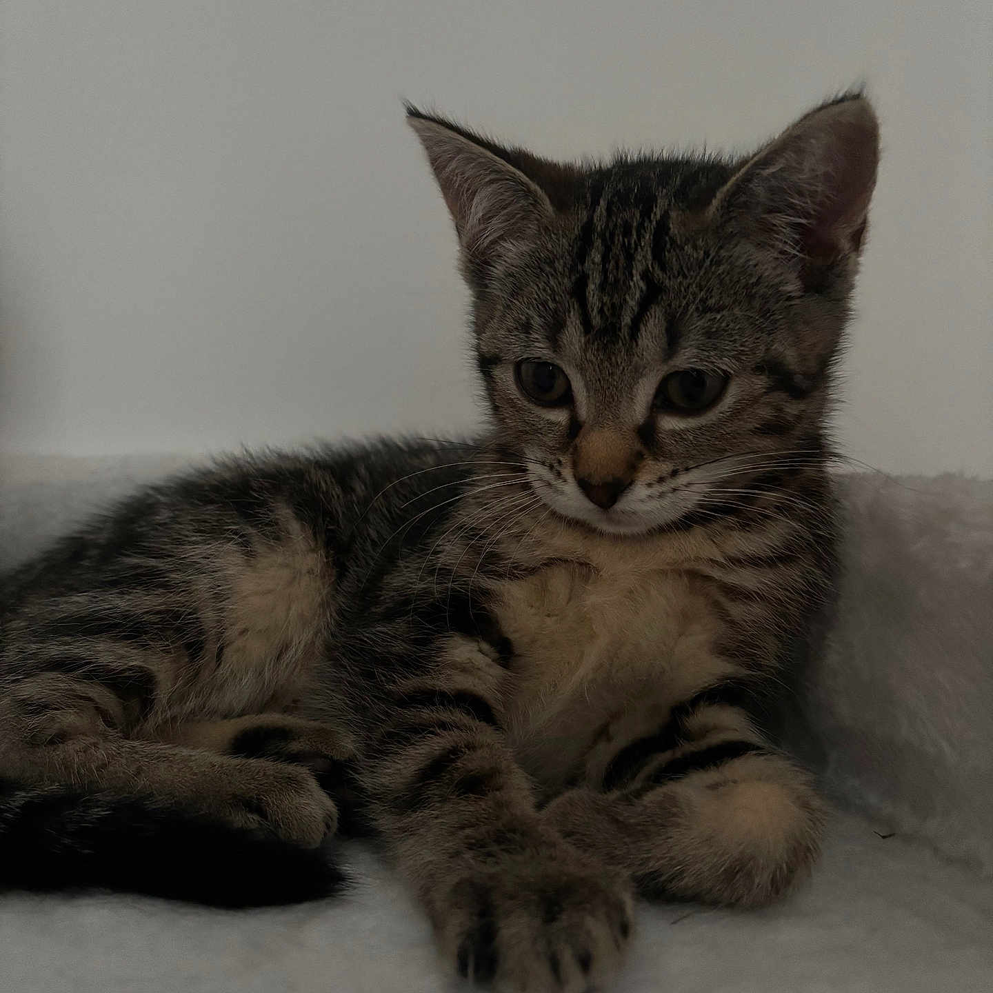Blue a rejoint le concours — aidez-le/la à gagner de superbes lots ! abyssinian, animal, cat, egyptiancat, kitten, manx, pet