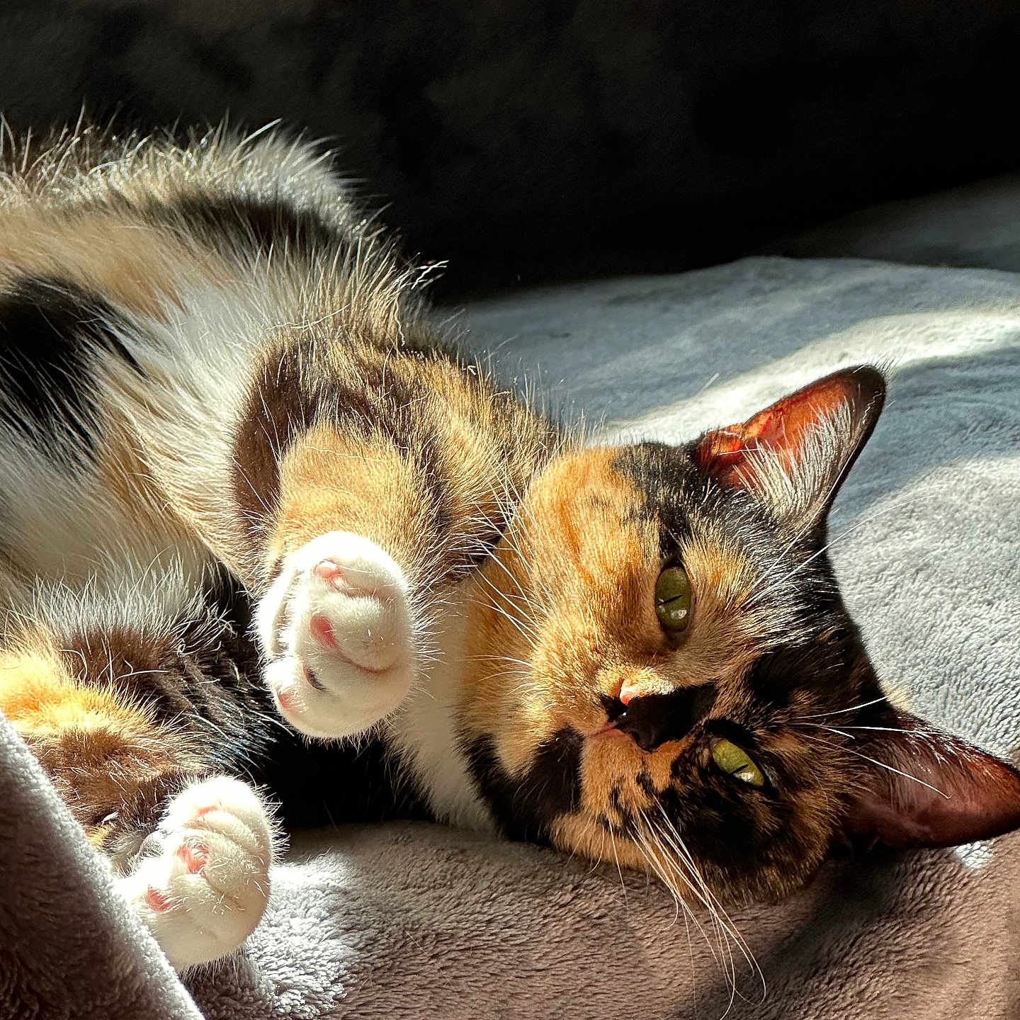 Lydia is registered to the contest to win money with this photo: abyssinian, animal, armchair, bed, blanket, bodypart, cat, chair, claw, couch, electronics, furniture, hardware, hook, kitten, manx, mouth, person, pet, sleeping