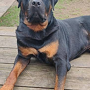Urko a rejoint le concours — aidez-le/la à gagner de superbes lots ! rottweiler, dog, animal, pet, outdoor, wooden_deck, garden, fence, grass, canine, mammal, portrait, laying_down, black, brown, large_dog, domestic_animal, calm, front_paws, ears