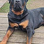 rottweiler, dog, animal, pet, outdoor, wooden_deck, garden, fence, grass, canine, mammal, portrait, laying_down, black, brown, large_dog, domestic_animal, calm, front_paws, ears