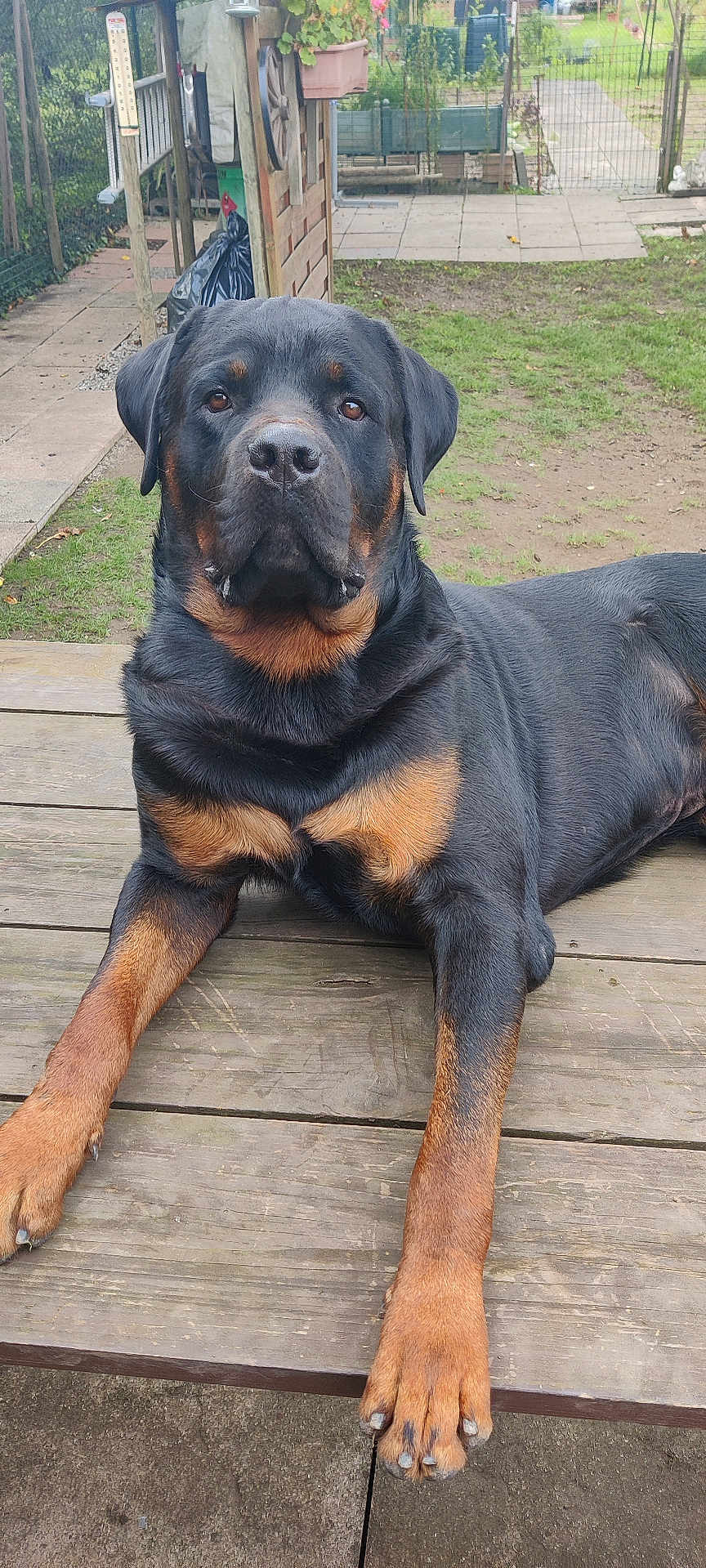 Urko a rejoint le concours — aidez-le/la à gagner de superbes lots ! rottweiler, dog, animal, pet, outdoor, wooden_deck, garden, fence, grass, canine, mammal, portrait, laying_down, black, brown, large_dog, domestic_animal, calm, front_paws, ears