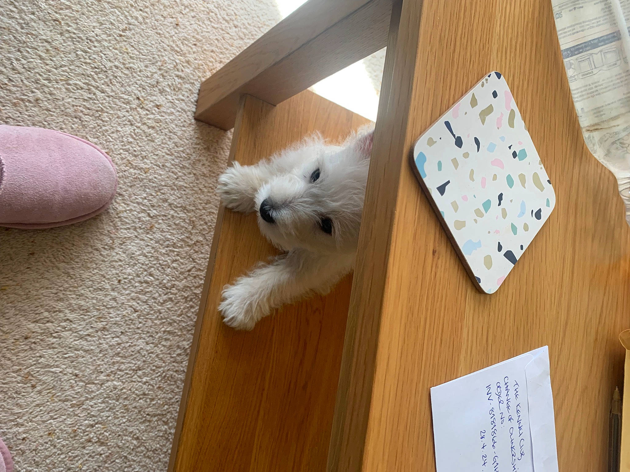 Daisy joined the competition — help win amazing prizes! carnivore, companion_dog, dog, dog_breed, felidae, floor, flooring, handwriting, hardwood, laminate_flooring, paper_product, pattern, rectangle, small_to_medium_sized_cats, terrier, toy_dog, whiskers, wood, wood_flooring, wood_stain