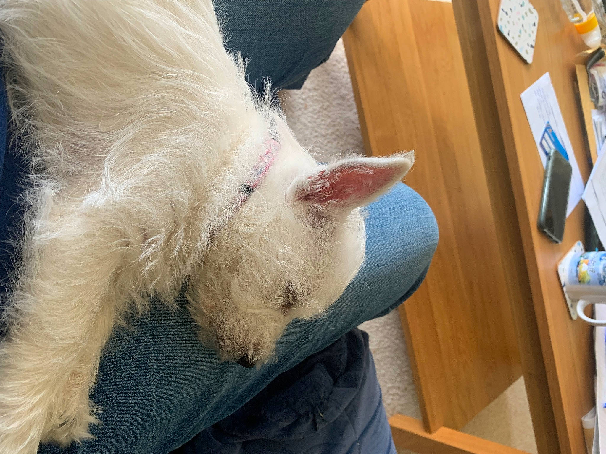 Daisy is registered to the contest to win money with this photo: canidae, carnivore, cat, claw, comfort, companion_dog, dog_breed, domestic_short_haired_cat, drawer, fawn, felidae, fur, nap, paw, samoyed, small_to_medium_sized_cats, tail, whiskers, wood, wool