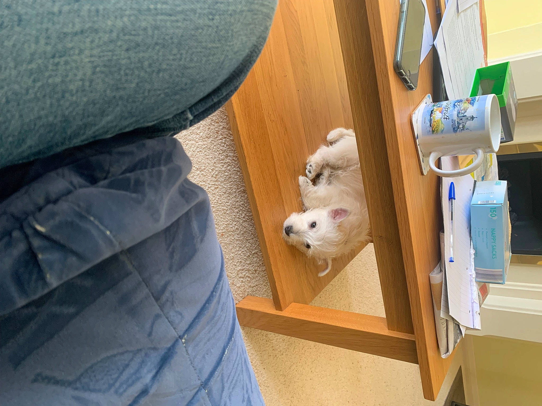 Daisy is registered to the contest to win money with this photo: box, carnivore, comfort, companion_dog, fawn, felidae, floor, flooring, hardwood, mammal, packing_materials, relocation, room, shipping_box, small_to_medium_sized_cats, stuffed_toy, textile, vertebrate, whiskers, wood