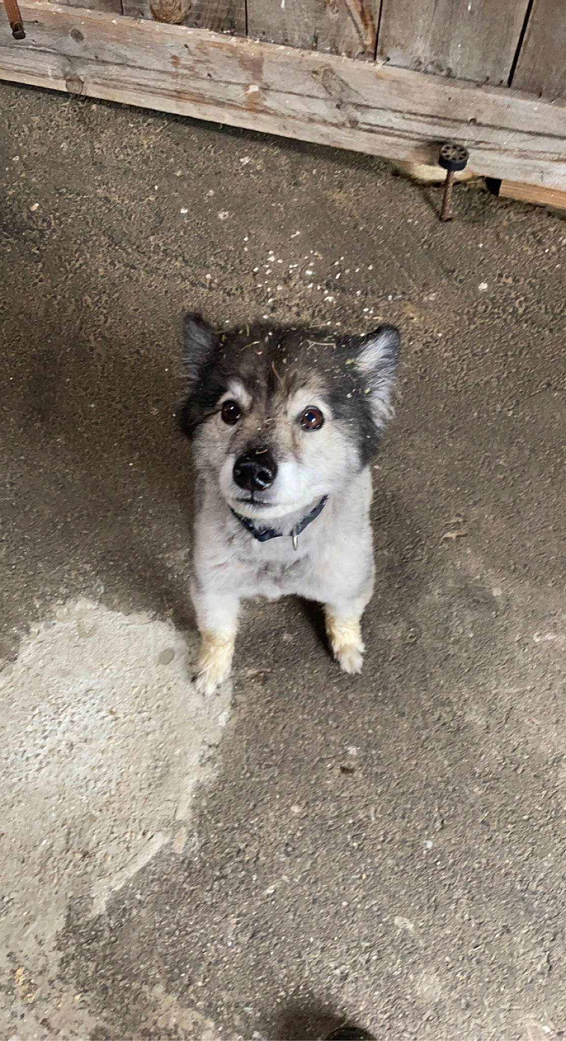 Cyrus joined the competition — help win amazing prizes! art, canidae, canis, carnivore, companion_dog, dog, dog_breed, eye, fur, grey, road_surface, sled_dog, snout, sporting_group, street_dog, tail, terrestrial_animal, wildlife, wolf, working_dog