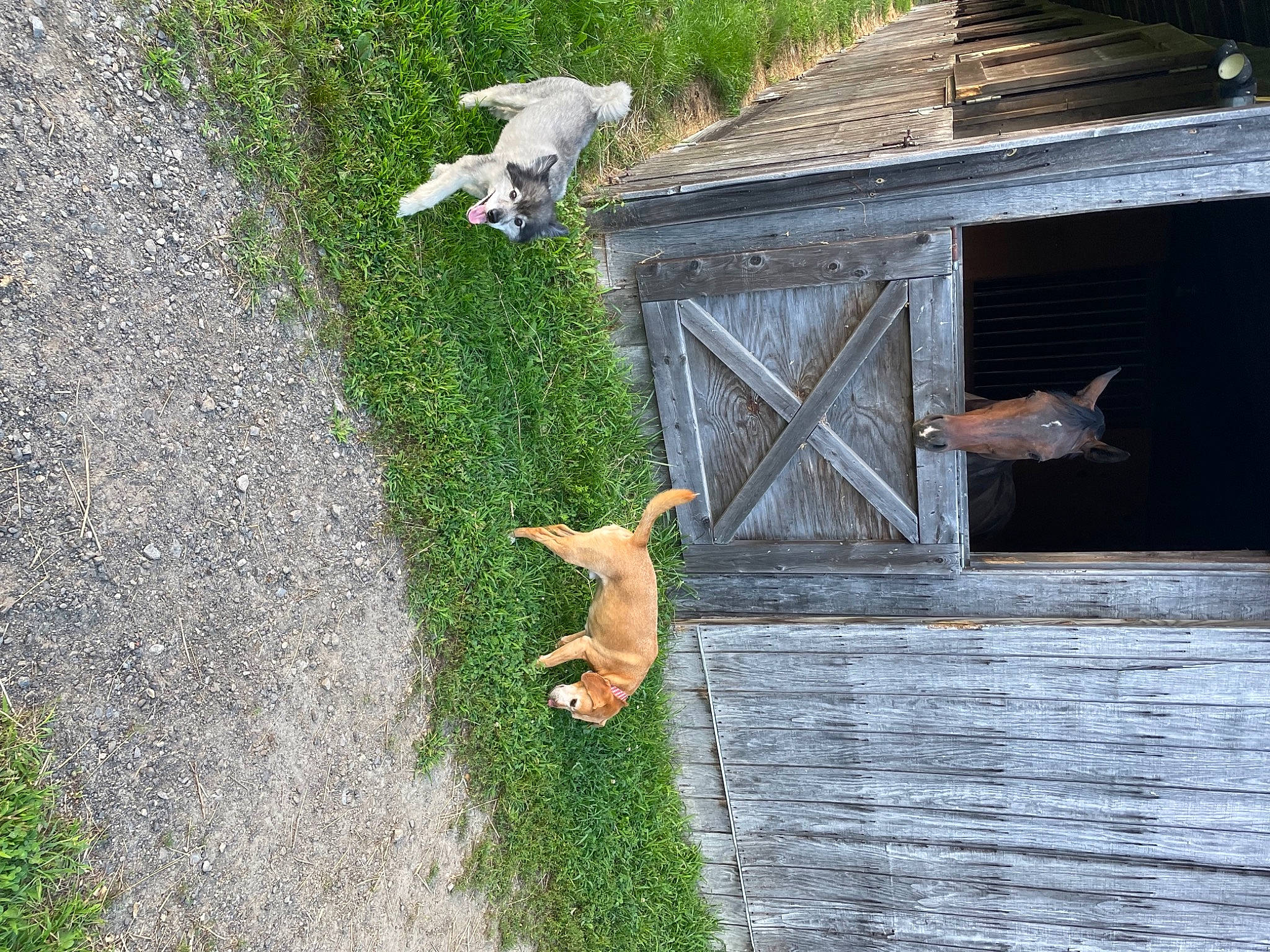 Cyrus joined the competition — help win amazing prizes! building, carnivore, dog, dog_breed, fawn, felidae, grass, groundcover, house, lawn, plant, shrub, small_to_medium_sized_cats, sporting_group, tail, tree, wall, wildlife, window, wood