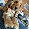 dog, golden_retriever, long_ears, fluffy_fur, indoor, living_room, wooden_furniture, table, chairs, plant, carpet, pet, relaxed, curious, portrait, cozy, home_decor, domestic_animal, animal, cute