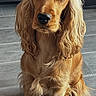 Abby a rejoint le concours — aidez-le/la à gagner de superbes lots ! dog, cocker_spaniel, puppy, pet, animal, sitting, fur, ears, indoor, floor, tile, cute, portrait, canine, mammal, domestic_animal, looking_at_camera, adorable, furry, companion