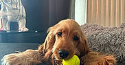 Abby a rejoint le concours — aidez-le/la à gagner de superbes lots ! dog, puppy, golden_retriever, tennis_ball, indoor, cushion, toy, pet, lying_down, playful, cozy, fur, face, animal, resting, home, decor, statue, floor, relaxed