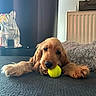 dog, puppy, golden_retriever, tennis_ball, indoor, cushion, toy, pet, lying_down, playful, cozy, fur, face, animal, resting, home, decor, statue, floor, relaxed