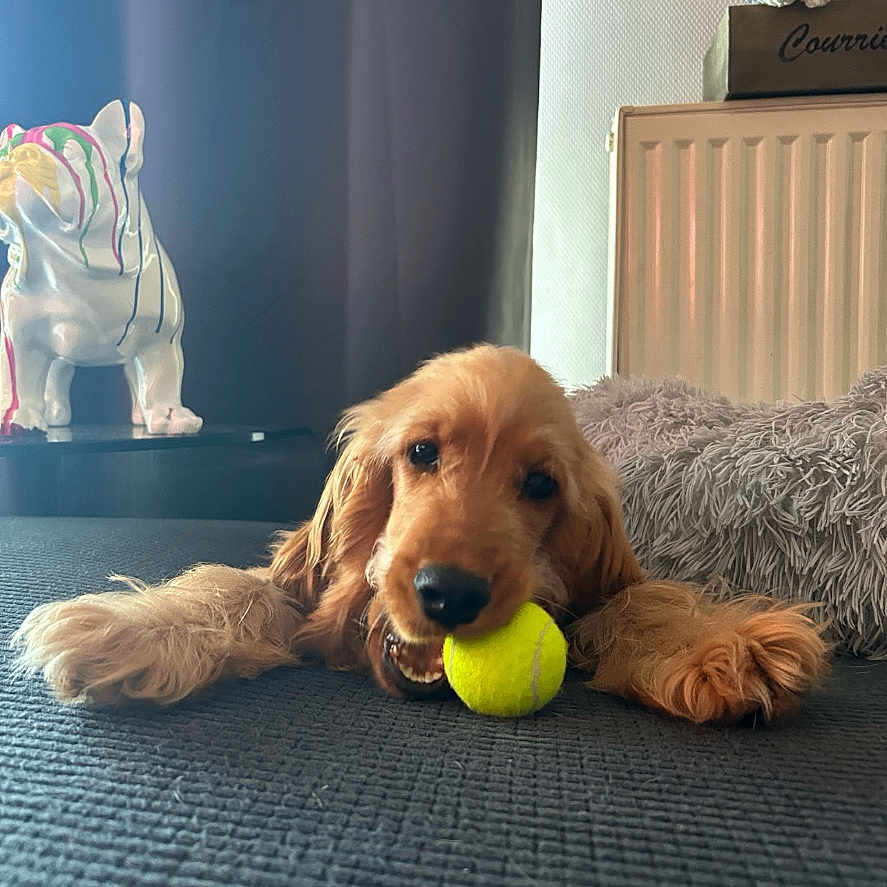 Abby a rejoint le concours — aidez-le/la à gagner de superbes lots ! dog, puppy, golden_retriever, tennis_ball, indoor, cushion, toy, pet, lying_down, playful, cozy, fur, face, animal, resting, home, decor, statue, floor, relaxed
