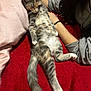 Clover is registered to the contest to win money with this photo: cat, animal, pet, feline, relaxed, red_blanket, person, hand, indoor, comfort, fur, tail, paws, resting, cozy, couch, casual, clothing, long_hair, gray_cat