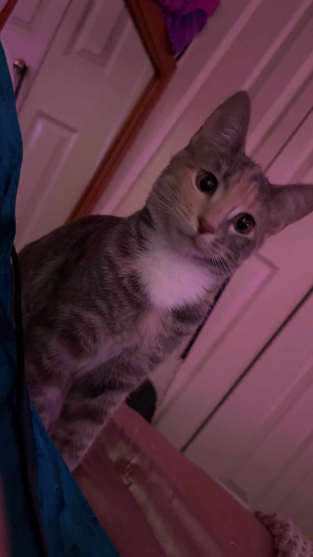 Clover joined the competition — help win amazing prizes! cat, indoor, purple_light, curious, pet, feline, bed, blanket, door, animal, whiskers, ears, fur, looking, closeup, domestic_cat, cute, soft_light, household, cozy