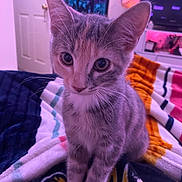 Clover joined the competition — help win amazing prizes! kitten, cat, pet, indoor, blanket, curious, feline, cute, young, whiskers, paws, striped, tabby, purple_light, soft, cozy, domestic, animal, sitting, closeup