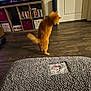 Nina joined the competition — help win amazing prizes! animal, blanket, cat, cozy, door, dvd, furniture, home, indoor, interior, jumping, living_room, motion_blur, orange_cat, pet, playful, shelf, storage_box, television, wood_floor