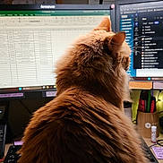 Nina joined the competition — help win amazing prizes! business, cat, computer, desk, electronics, feline, fluffy, home_office, indoor, keyboard, monitor, office, orange_cat, pet, screen, tabby, technology, typing, workspace, workstation