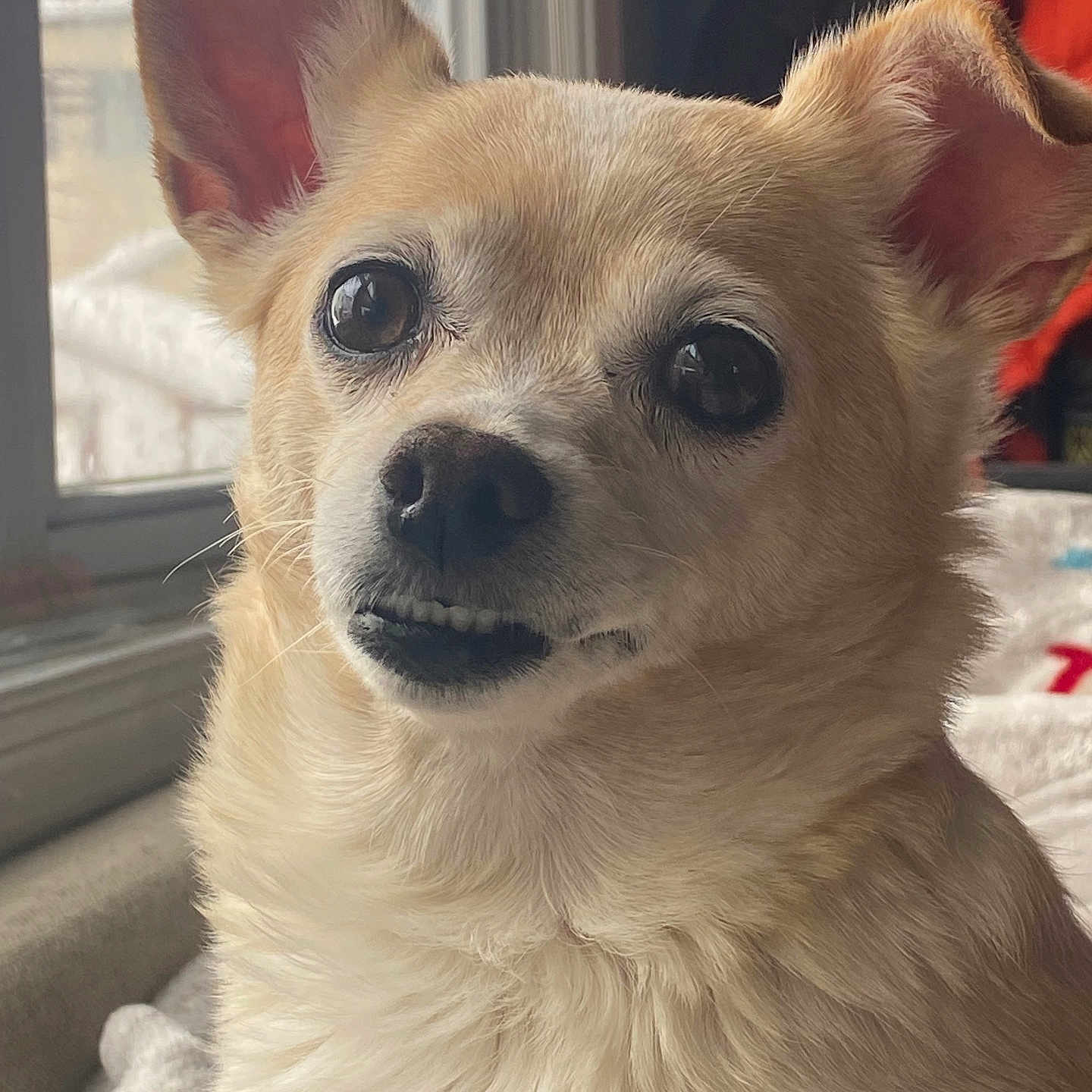 Lulu joined the competition — help win amazing prizes! dog, small_dog, close_up, window, natural_light, fluffy_fur, ears, curious_expression, indoor, pet, animal, cute, face, fur, whiskers, mouth, eyes, nose, portrait, cozy