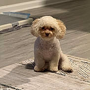 Bori is registered to the contest to win money with this photo: animal, brown, cozy, cream, curly_hair, cute, dog, ears, face, floor, flooring, fur, home, indoor, looking, pet, poodle, rug, sitting, small_dog