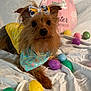 dog, easter_eggs, bandana, bow, pastel_colors, white_sheet, decor, indoor, cute, small_dog, holiday, celebration, colorful, pet, fur, animal, portrait, still_life, festive, spring