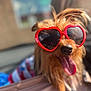 Winnifred Journee joined the competition — help win amazing prizes! dog, sunglasses, red, heart_shaped, tongue_out, pet, cute, fur, happy, portrait, fashion, costume, animal, close_up, summer, outdoor, blurry_background, canine, accessory, playful