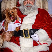 Winnifred Journee joined the competition — help win amazing prizes! santa_claus, dog, christmas, holiday, festive, red_suit, white_fur, beard, glasses, smiling, chair, indoor, decorations, greenery, portrait, pet, happy, costume, white_gloves, celebration