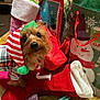 Winnifred Journee joined the competition — help win amazing prizes! dog, christmas_stocking, holiday, gift_bags, festive_clothing, elf_hat, red, green, white, plaid, decorations, indoors, cute, pet, wrapped_gifts, fabric, toy, floor, holiday_theme, celebration